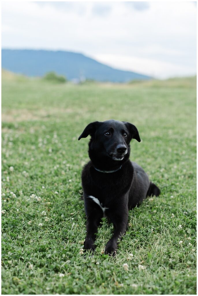 black dog lying down on the ground at the Sculpture Fields